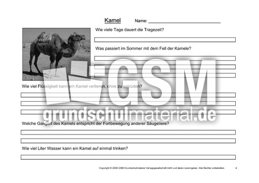 Kamel-Fragen-4.pdf